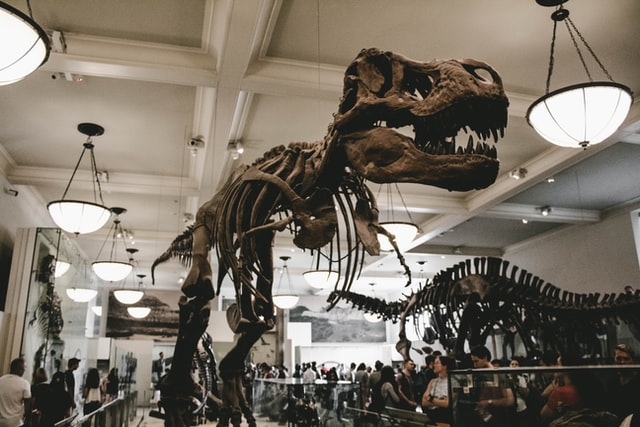 Dinosaurierskelett aus dem Naturkundemuseum American Museum of Natural History in New York