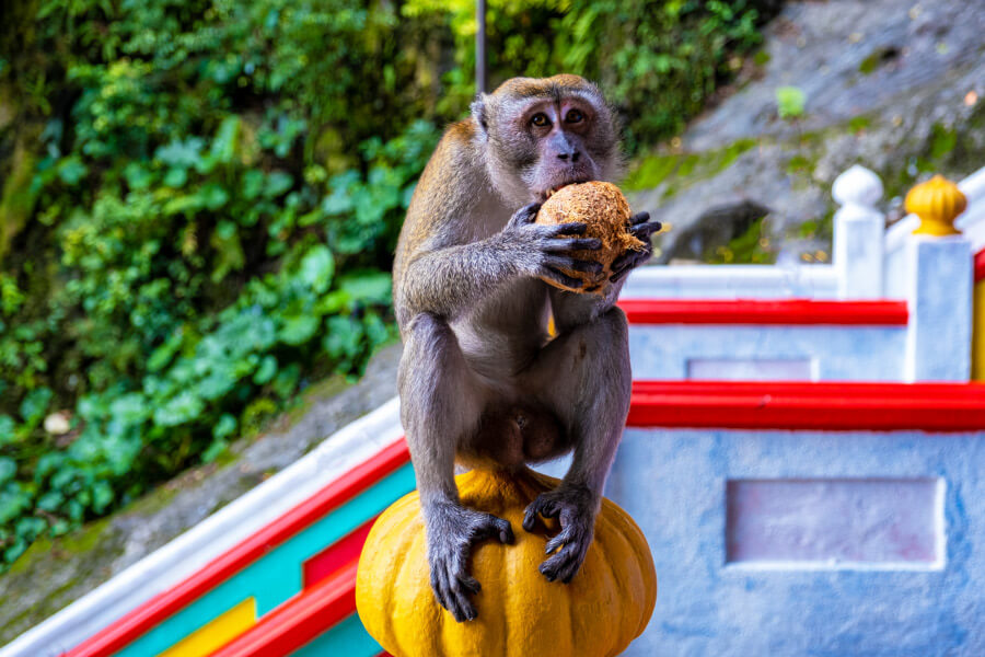Süßer Affe an den Batu Caves - Malaysia