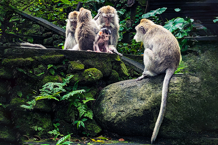 Affen im Monkey Forest in Ubud - Bali