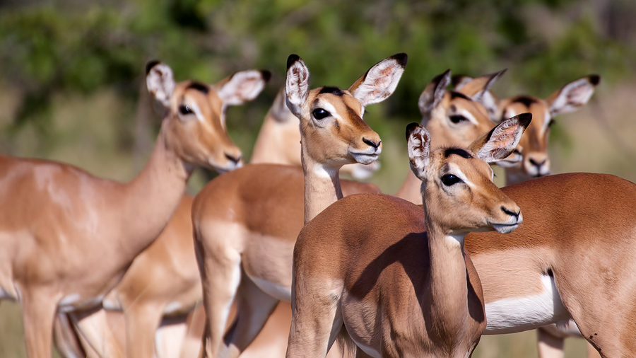 Antilopen im Kruger Nationalpark