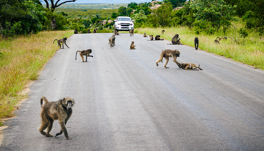 Paviane im Kruger Nationalpark