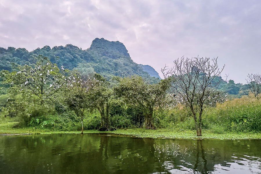 Abendliche Rückkehr der Vögel im Thung Nham Bird Park – Provinz Ninh Binh