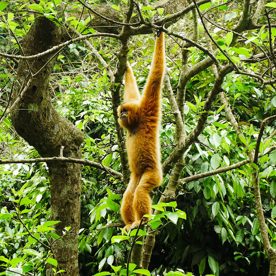 Affe im Cuc Phuong Nationalpark Vietnam