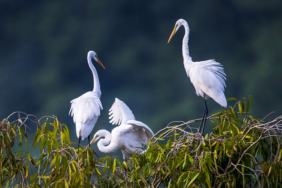 Vogelsichtungen im Van Long Nature Reserve in Vietnam