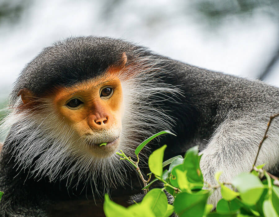 Vom Aussterben bedrohter Langur in Nordvietnam
